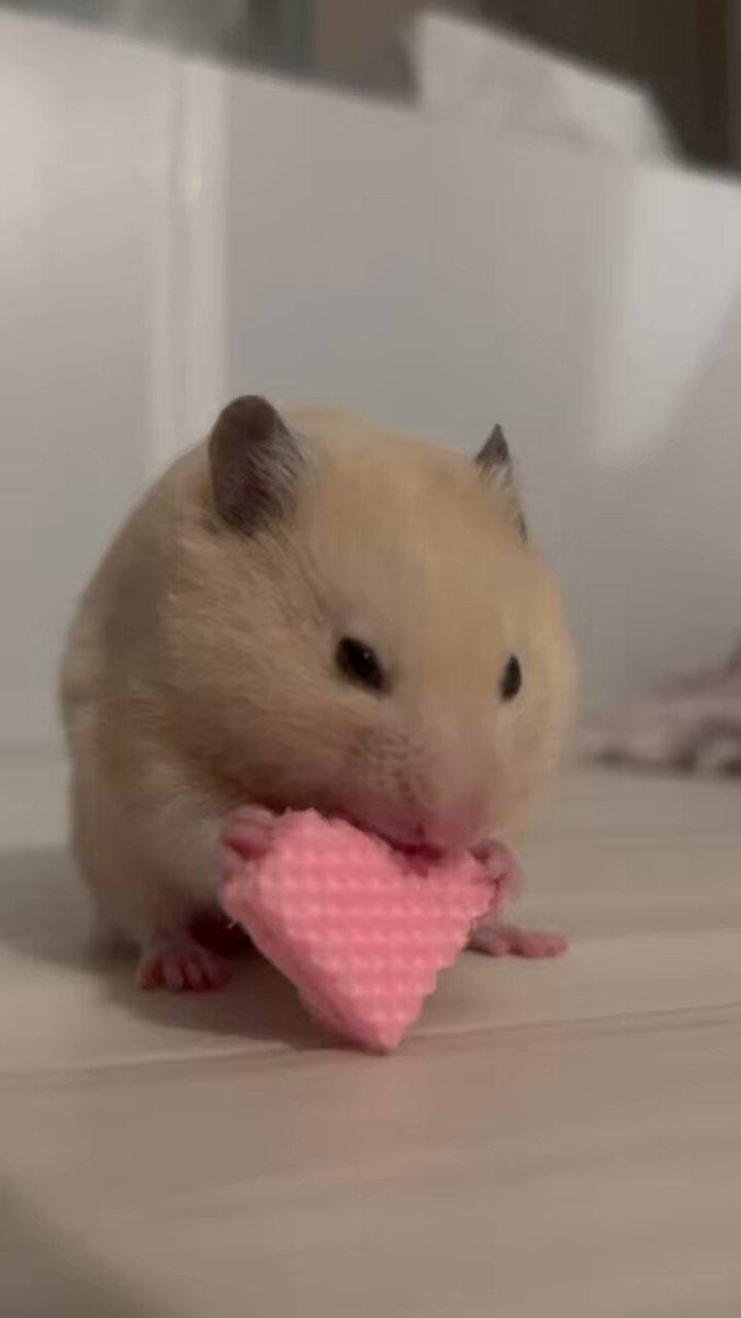 えまです₊⁎⁺˳✧༚ ｱﾒﾁｬﾝ☔ (@ame__xc) / Posts / X