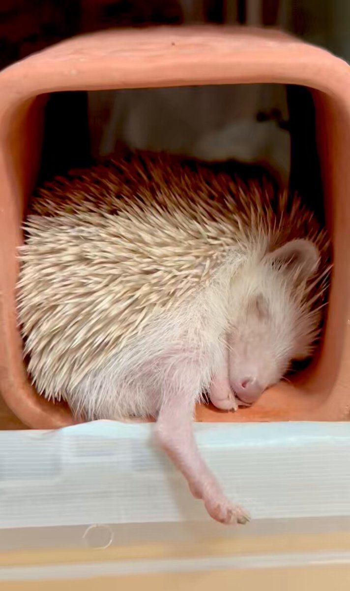 スヤスヤ…✨🦔💤✨ 寝相も可愛いマロンちゃん🩷 #はりねずみ