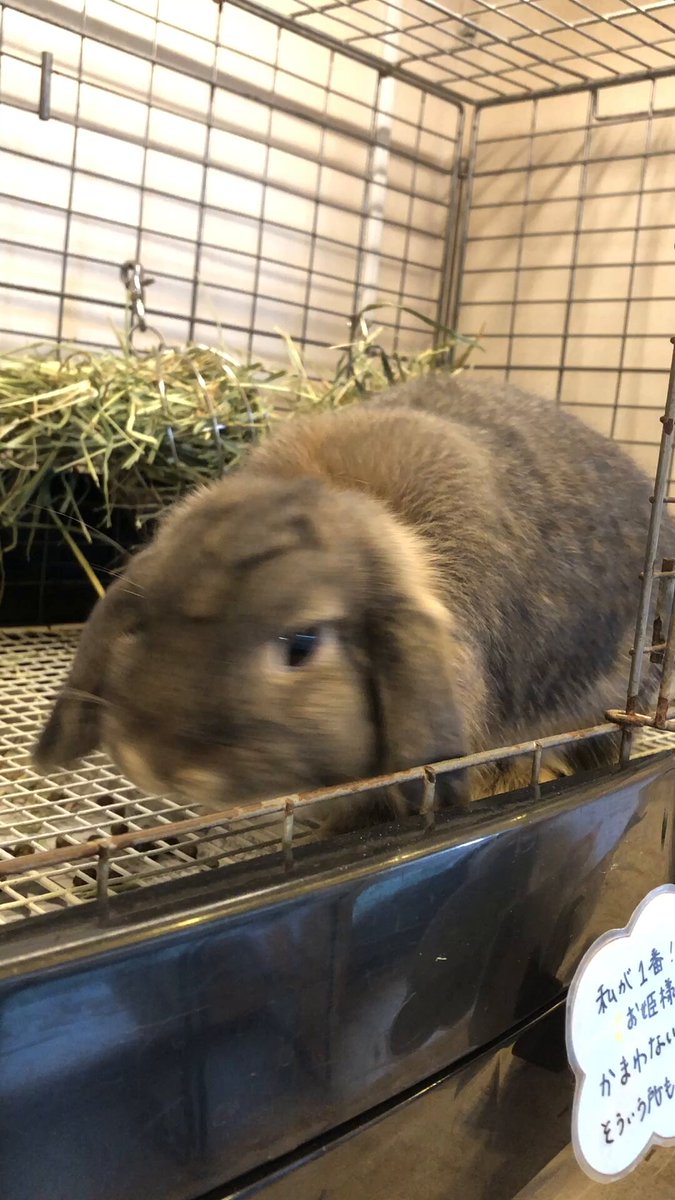 ラビットあ〜ちゃん様おまとめ ラビットリンクの日常 ＼ 実は 私が1番！な お姫様タイプのオパール