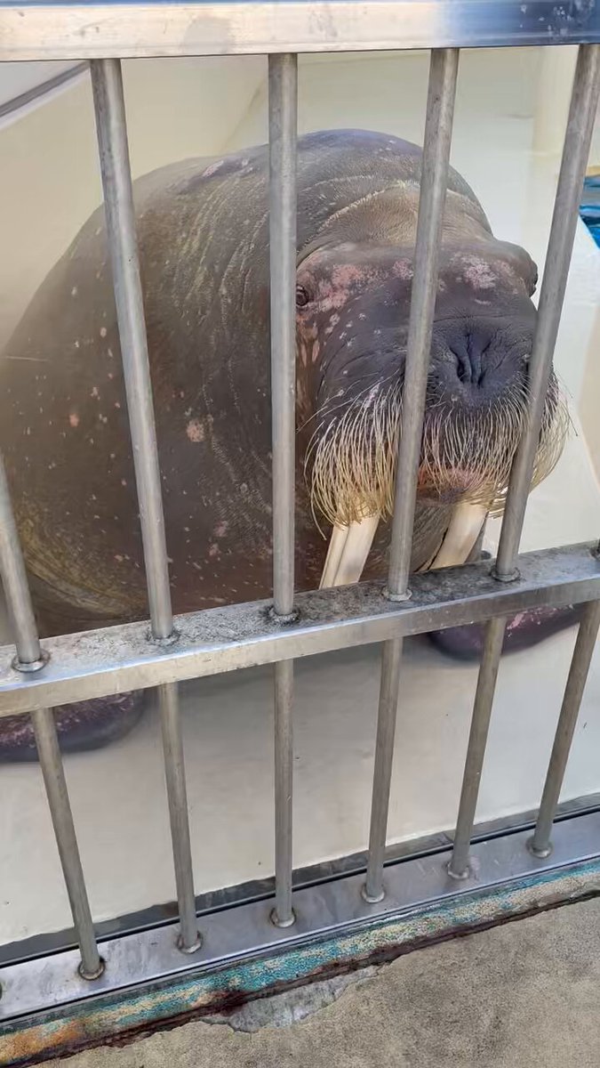 ポウちゃん様 セイウチのトレーナー体験、参加させていただきました！ ポウちゃんと