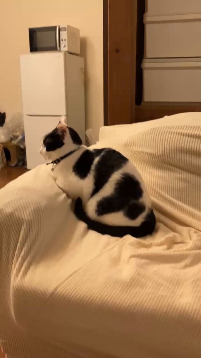 夜🌉にゃんずナウ