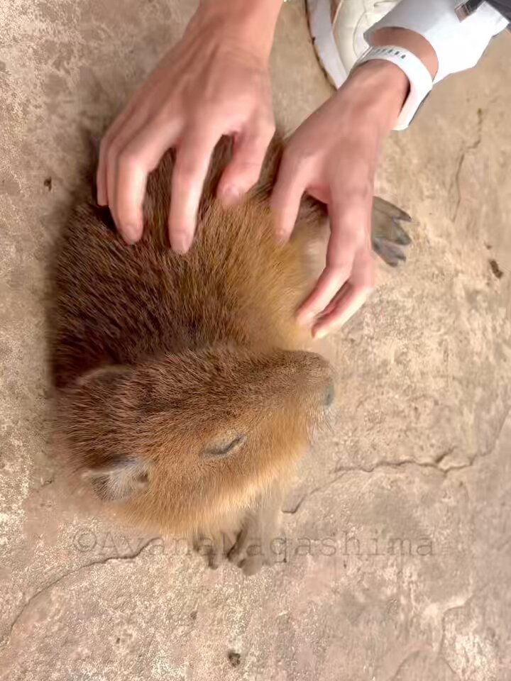 すまいる (@smilesnr) / Posts / X