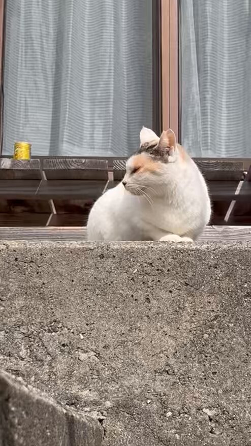 やまにゃん〜ねこ旅〜🐈‍⬛🐾🪴 (@kurochibishima) / Posts / X