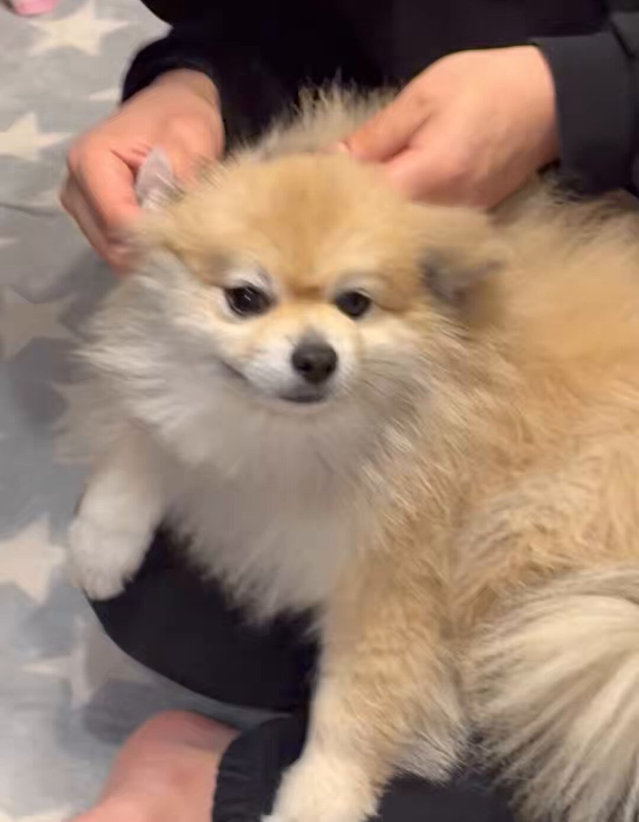 デカポメ🐶⛩️ポルくん🗼 (@AccessoryshopF) / Posts / X