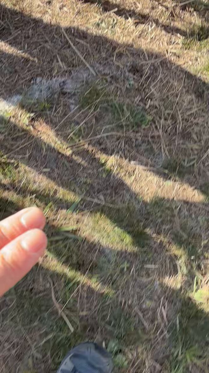 はなまる／hanamaru (@hanamaru_satoch) / Posts / X