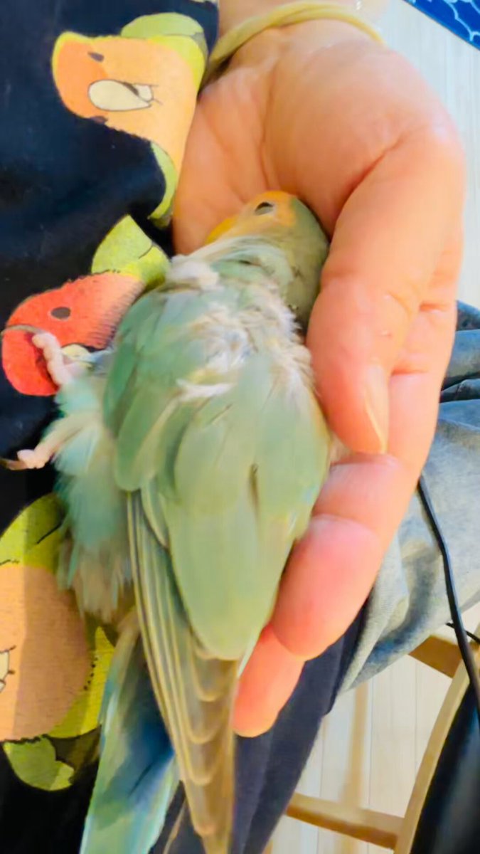 コザクラインコ