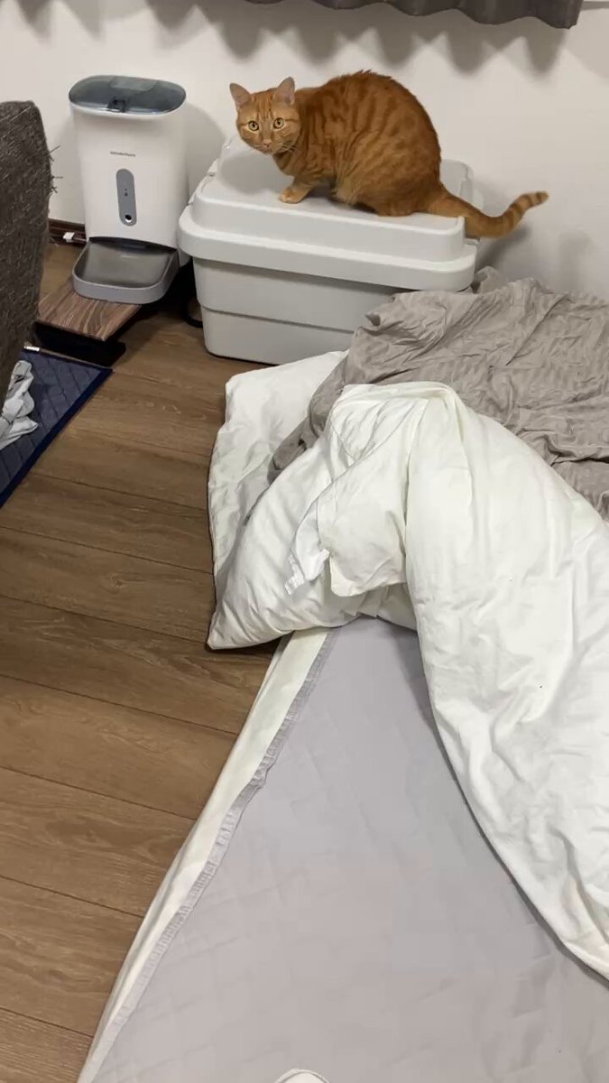 とろろ♡ とろろ芋 (@tororoimo100) / Posts / X