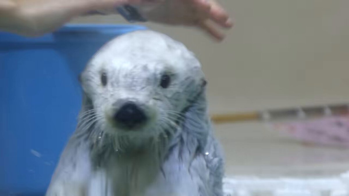 *らっこ* doris 座椅子 リクライニング 14段階 ソファー 1人掛け ポケットコイル