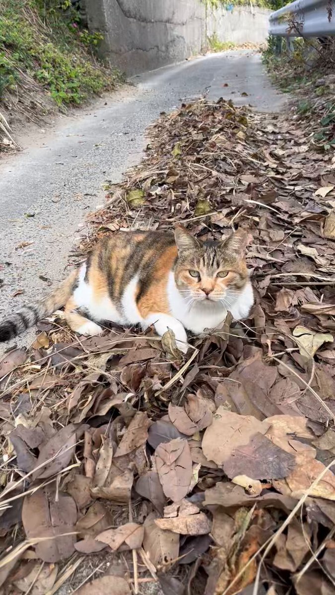 やまにゃん〜ねこ旅〜🐈‍⬛🐾🪴 (@kurochibishima) / Posts / X