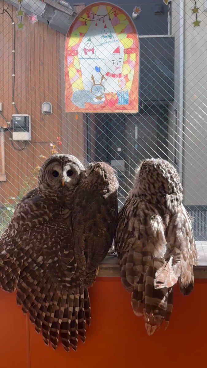 QUEEN (@queen88772608) / Posts / X