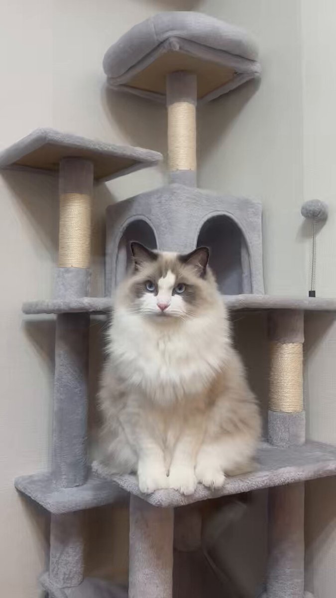 【ラグドール】 Post by カニちゃん🐈‍⬛ラグドール on X: ﾝ〜