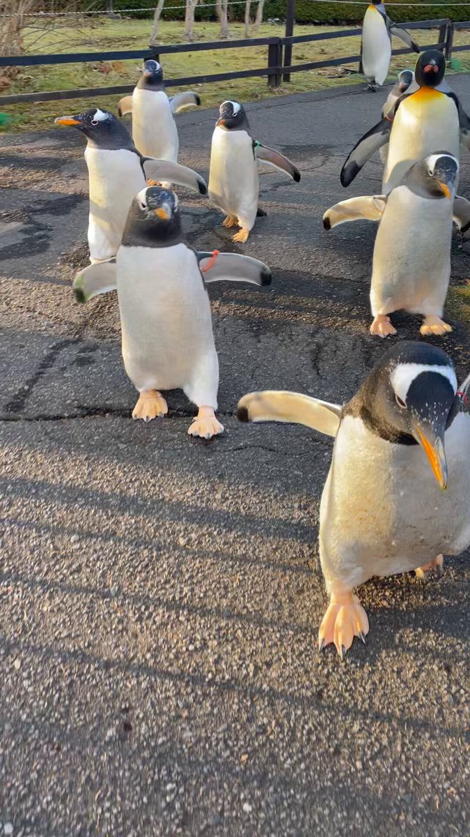 鳥さん (@mercurio_rosso) / Posts / X