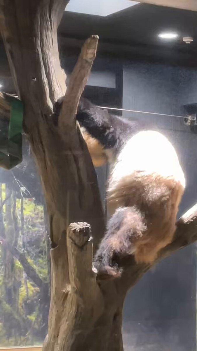 ぱんだぱんち🫙 (@G7qDy6Dbu6X9YTn) / Posts / X