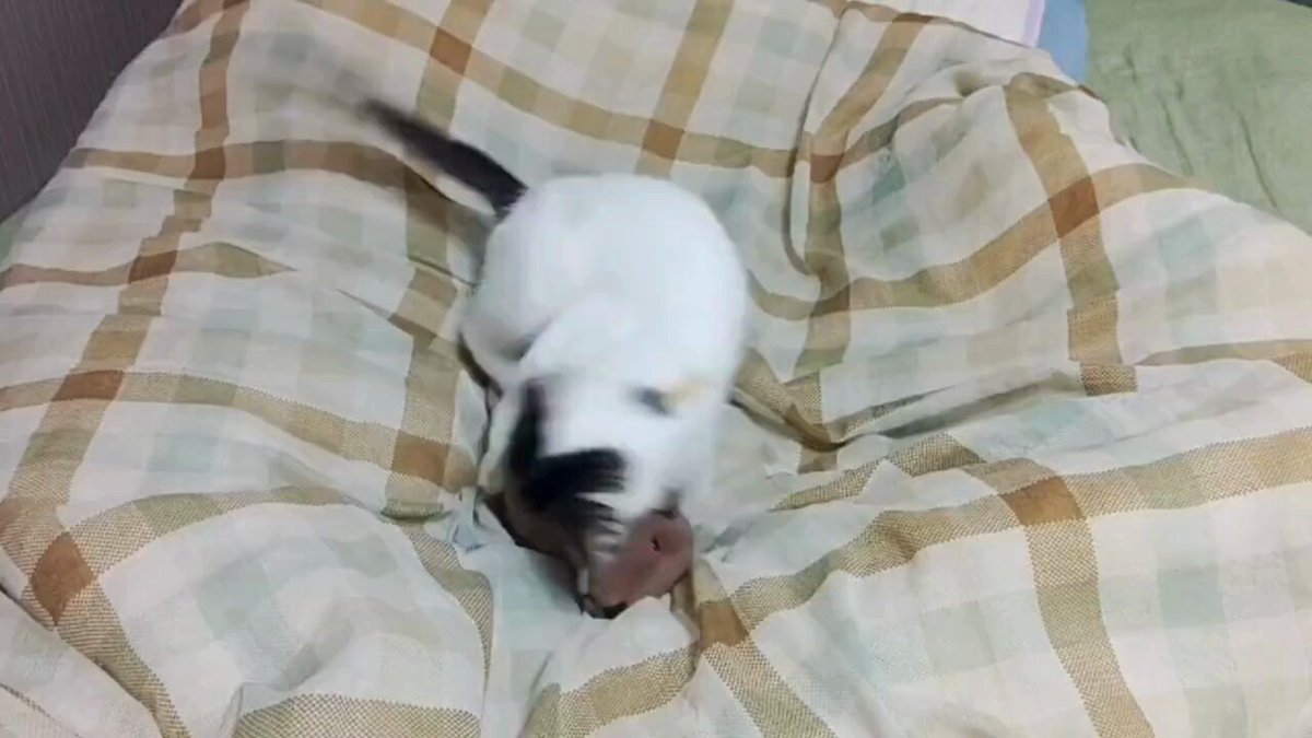 うさねこ (@rabbicat_neko) / Posts / X