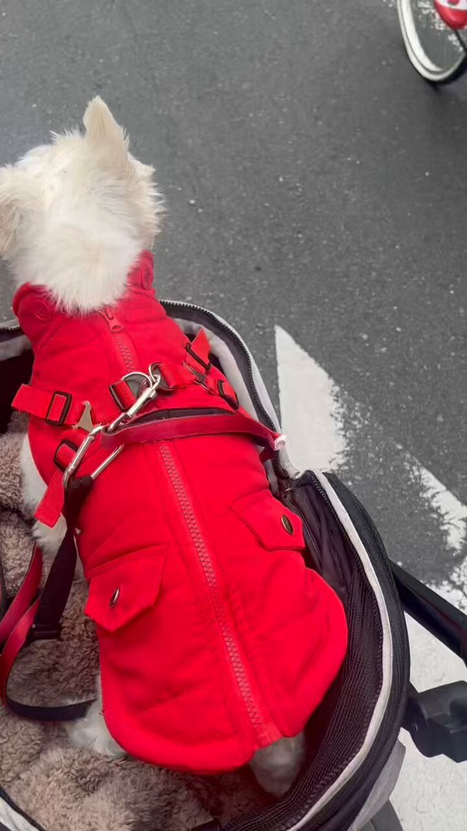 ちーちゃんですけどもっ第2巻発売中です❗️ (@ymc_cheezu) / Posts / X