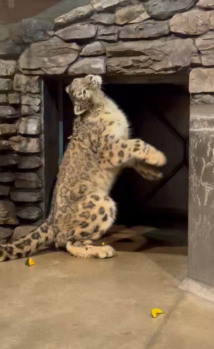 ユキノ (@yukino_lr) / Posts / X