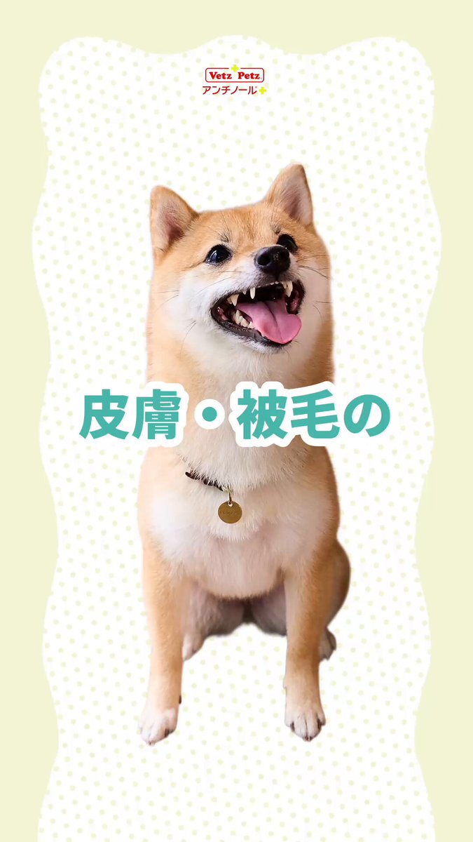 Shi-Ba【シーバ】＋犬びより (@ShiBa2929) / Posts / X
