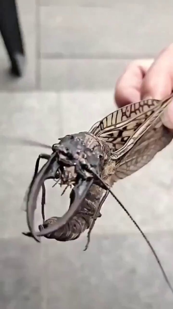 トンボの失楽園 (@dragonflytombo) / Posts / X