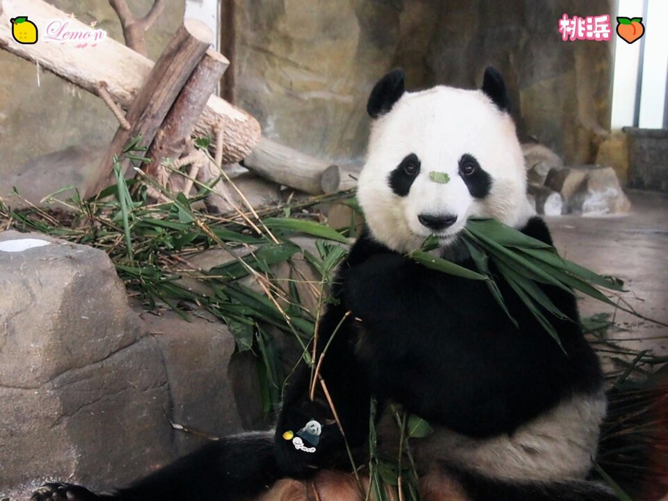 いろぱんだ (@iropanda612) / Posts / X