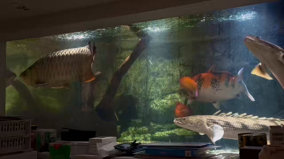 ふうごうはなあんきー (@rhombeus1919) / Posts / X