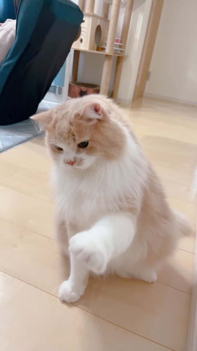 mog (@mogmogmog312) / Posts / X