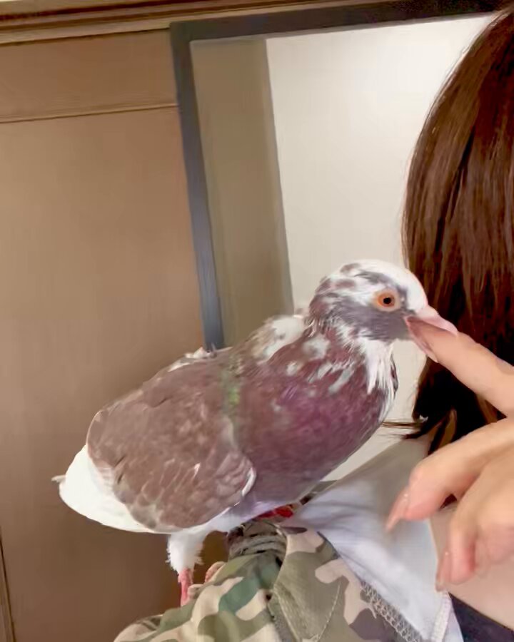 やーと。 (@ys_aviary) / Posts / X