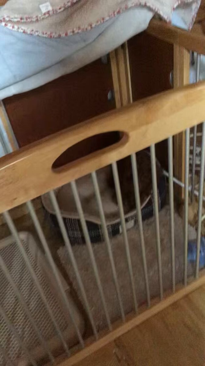 パピちゃんの頃の見ると大きくなったねぇ〜寝てる時ぐらいしか大人しく