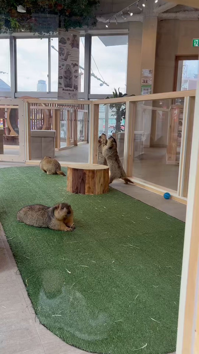 いけやん (@ikeyan_ikeyan) / Posts / X