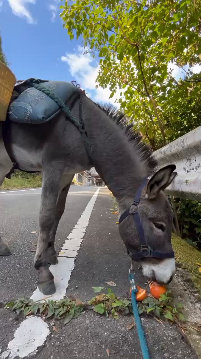 ツルキミ (@TJo95V15kl35013) / Posts and Replies / X