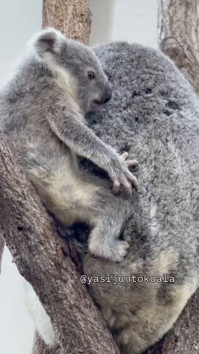 あわ (@koalameshi3) / Posts / X