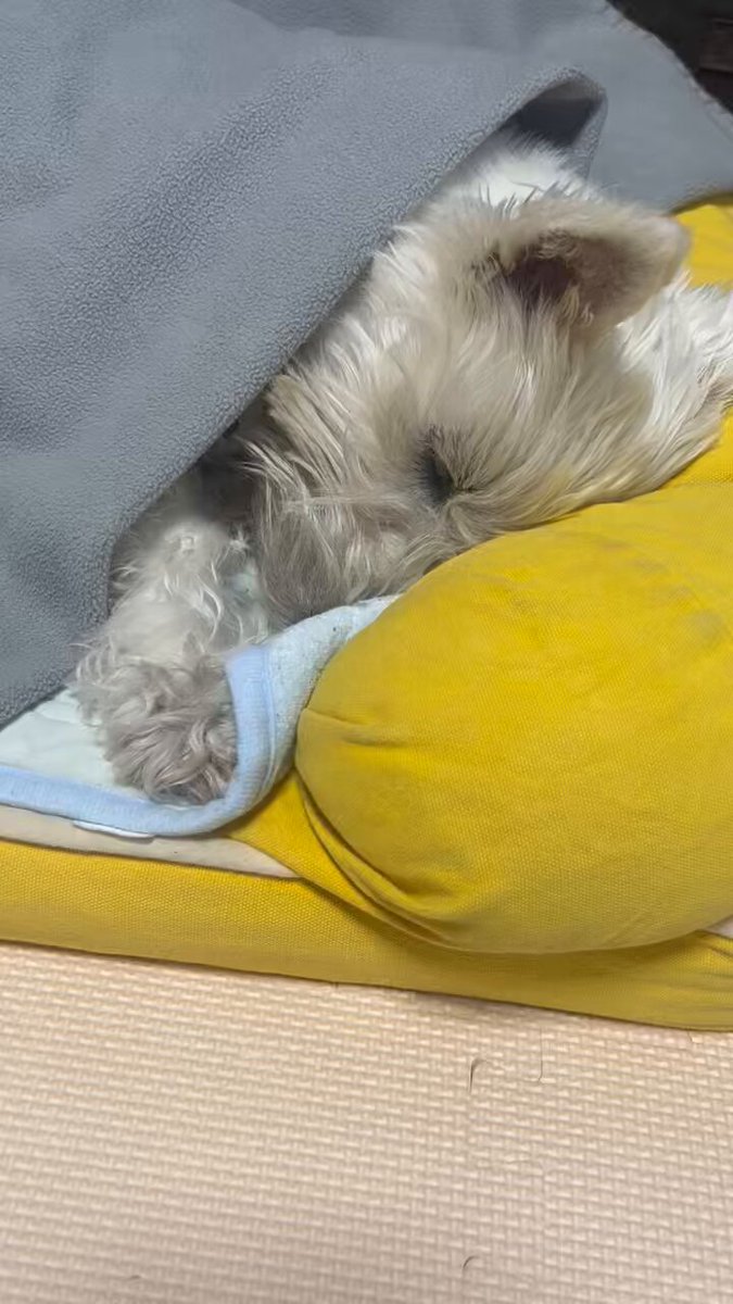 ちーちゃんですけどもっ第2巻発売中です❗️ (@ymc_cheezu) / Posts / X