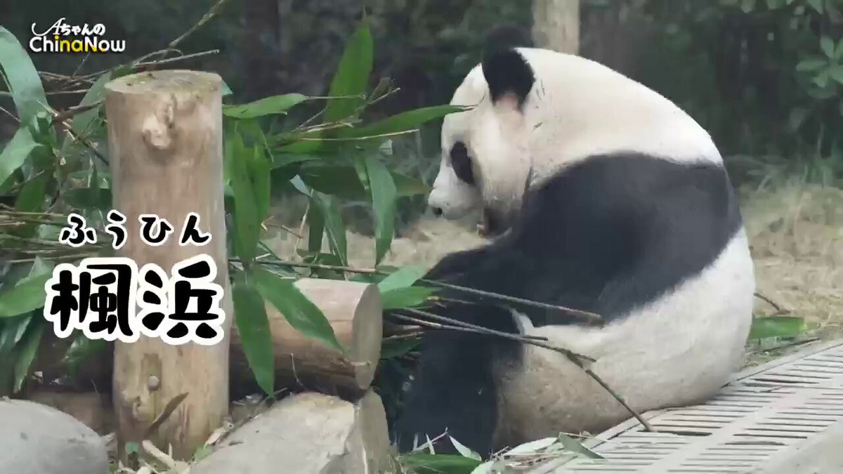 抹茶あんみつ (@lady_blunt1721) / Posts and Replies / X