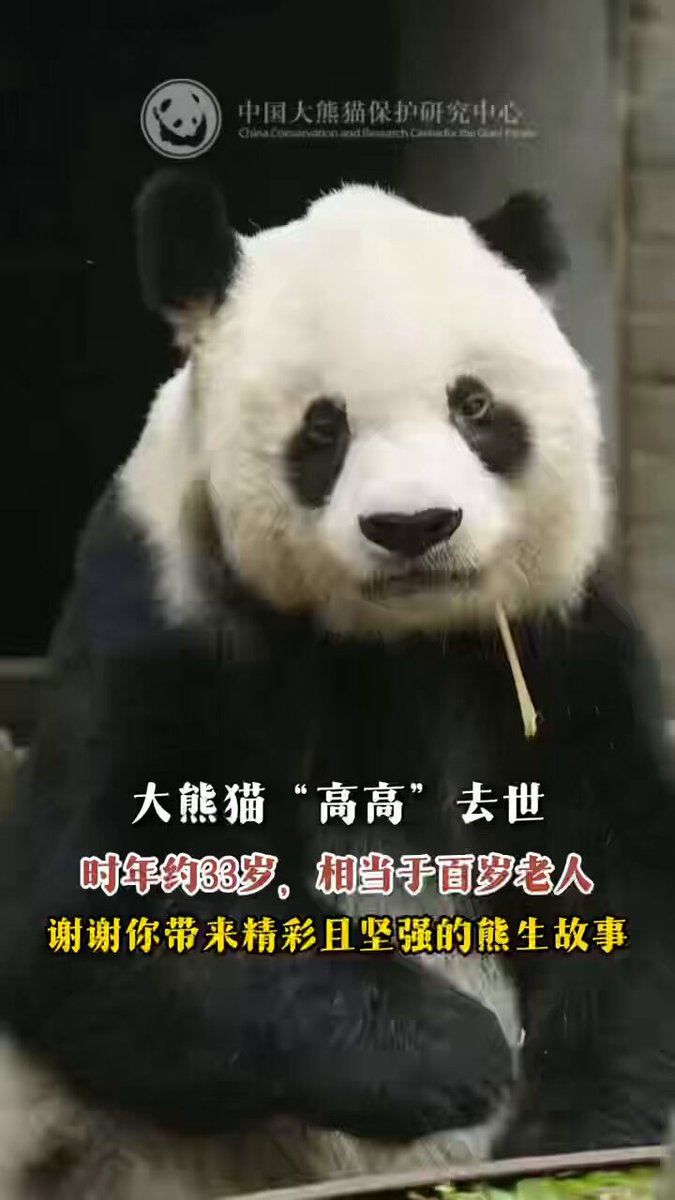 シャンシャンの家 (@NanSenko78281) / Highlights / X