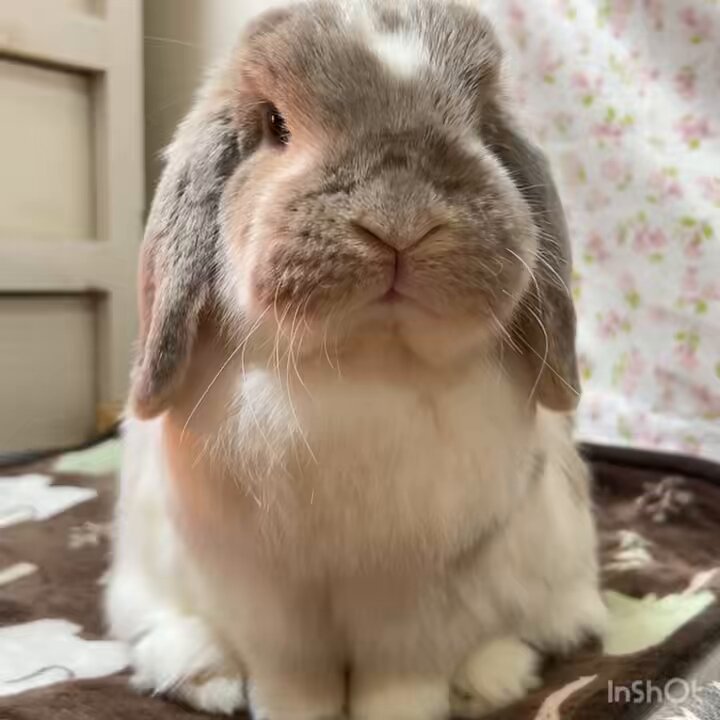 うさぎのココ (@5w1iaVZsovhbpJv) / Posts / X