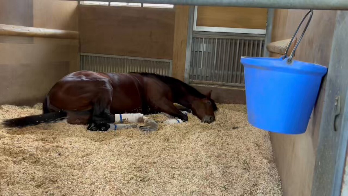 しろまる (@shiro1maru) / Posts / X