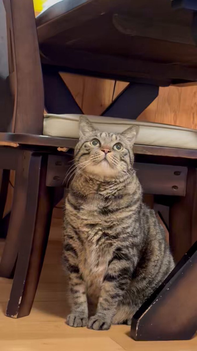 キジトラ虎三郎 (@TH82624015) / Posts / X