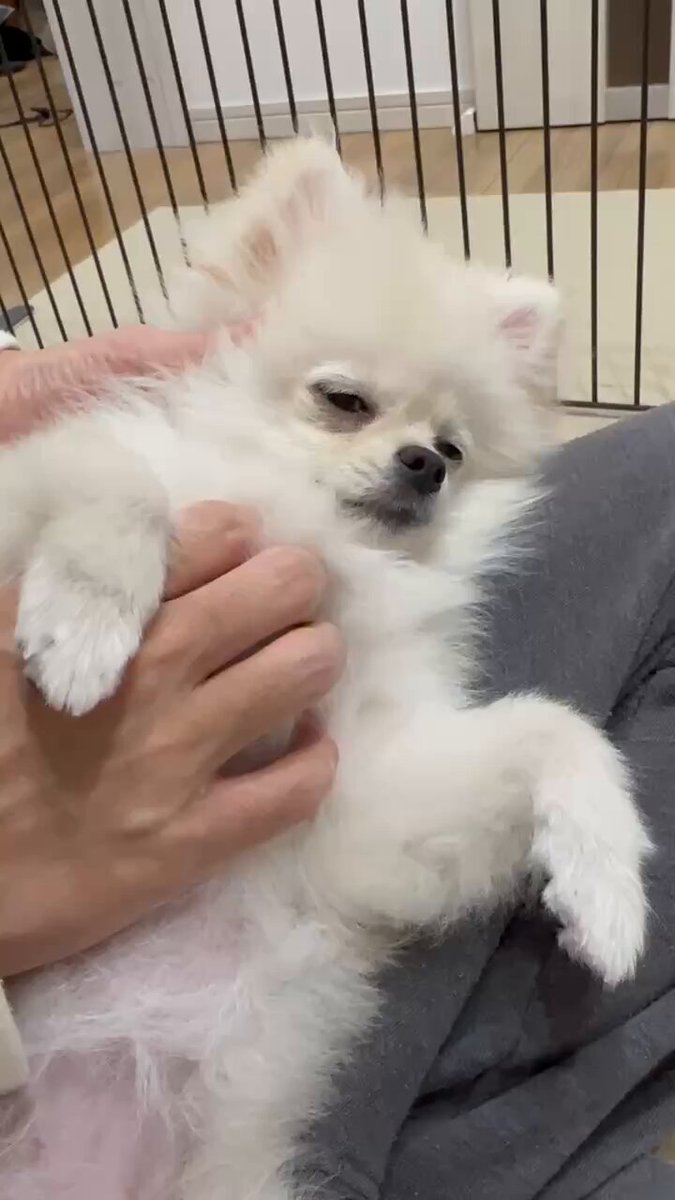 モモ太郎🐶🍑［#ポメラニアン］ (@joypopz) / Posts / X