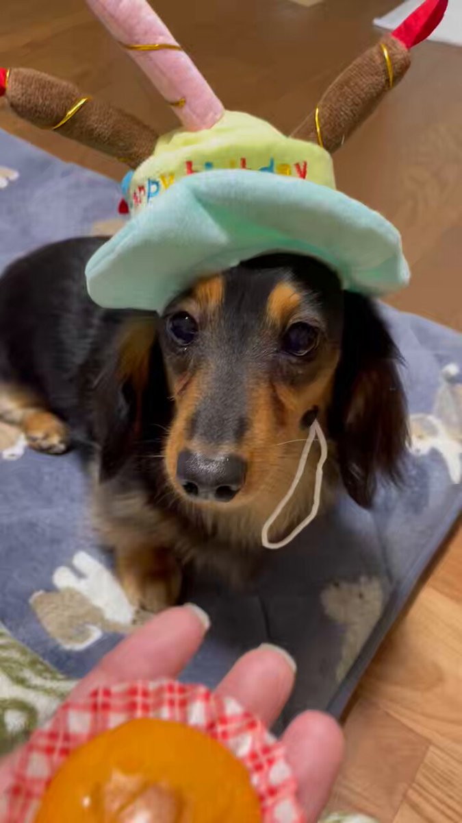 ロイくん🐶Mダックス♂ (@roiroi_reon02) / Posts / X