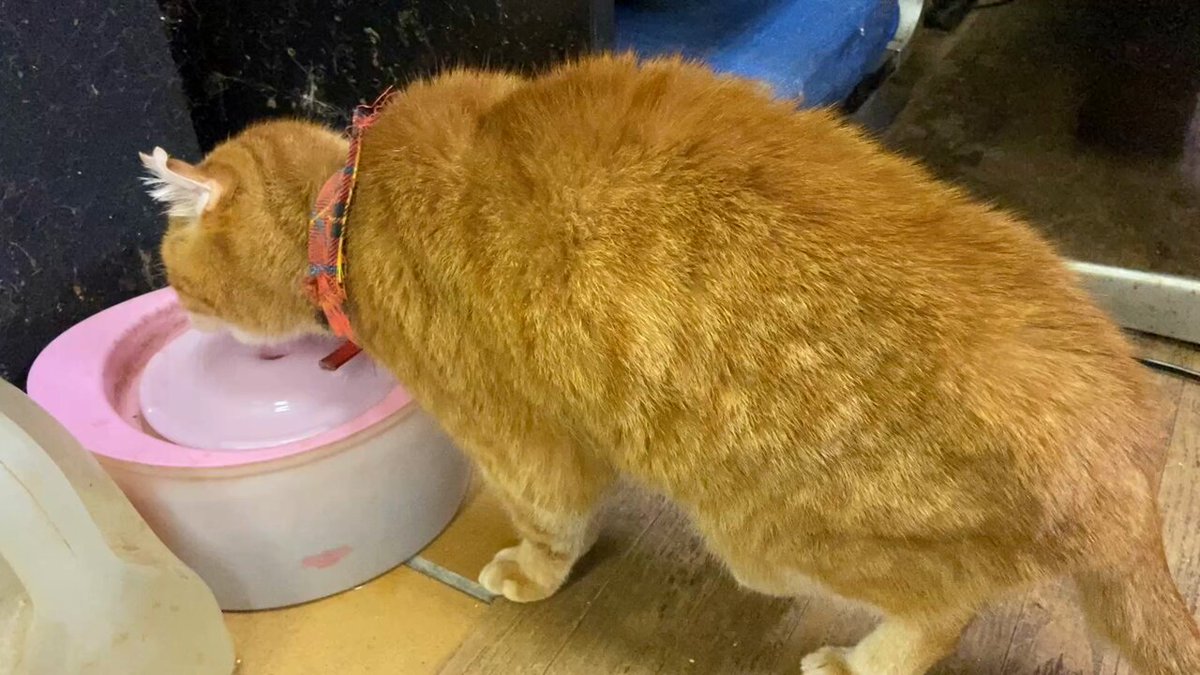 🐈‍⬛ねこまる🐈 (@kero___neko) / Posts / X