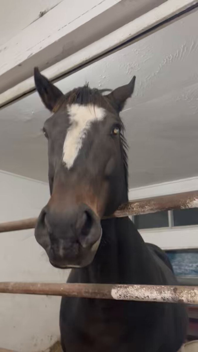 白馬牧場 (@hakubabokujou) / Posts / X