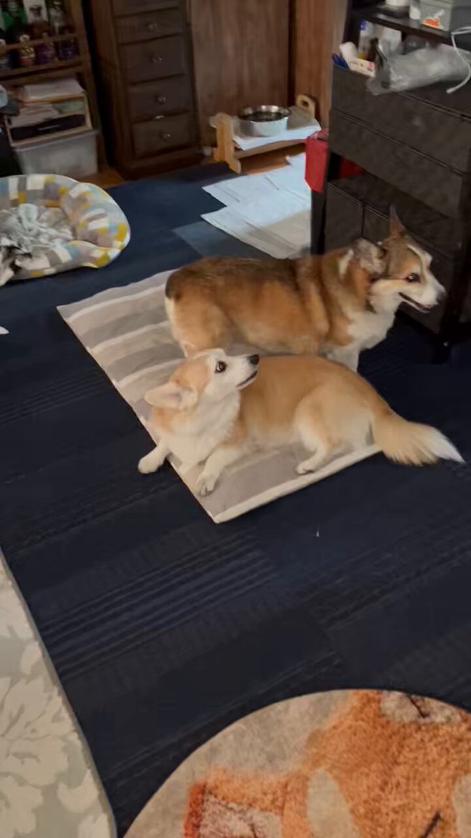 ルーちゃんママ (@tu_qwl) / Posts / X