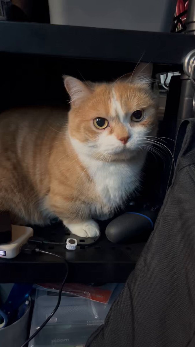 虎太郎(4歳) (@kotaro_0315) / Posts / X