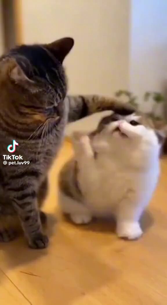 ハトムギ (@rebapate014) / Posts / X