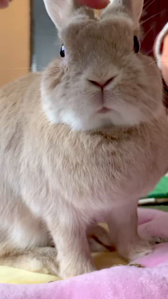 ポムポム (@pom_pom84) / Posts / X