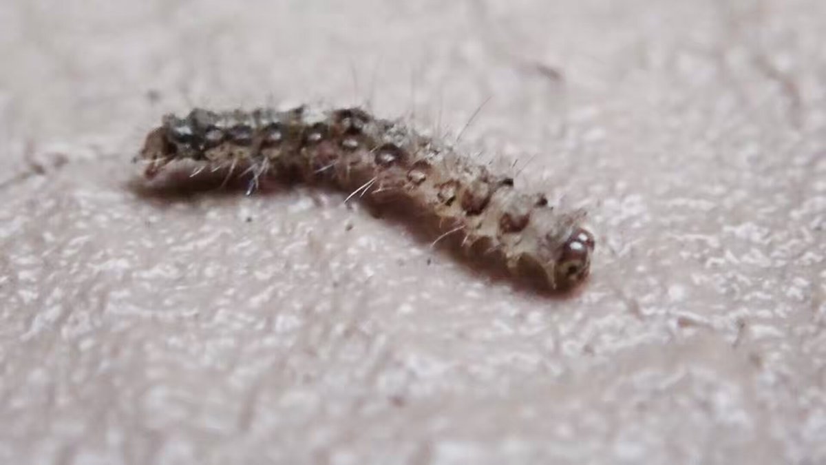 ケムシちゃん？イモムシちゃん？小さい毛が生えているかわいい幼虫