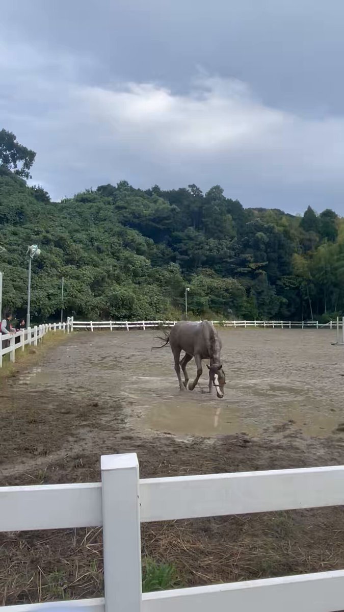 モフモフ (@mfmfonk) / Posts and Replies / X