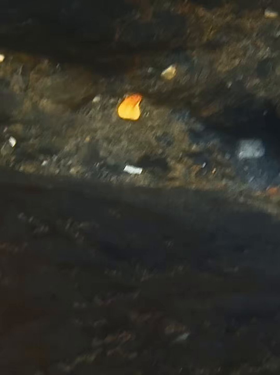 砂金の塊0.74g水中で発見‼︎ 先日、採取した砂金塊の発見時の動画です