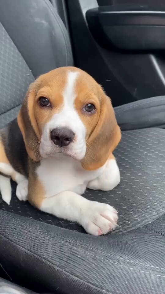 Post by 【ビーグル（beagle）犬との暮らし】 on X: びーぐる