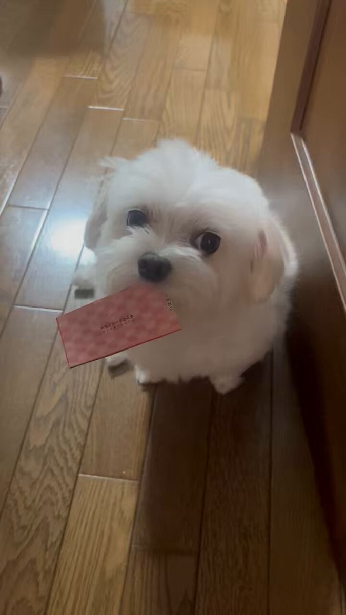 くぅちゃん (@_coo_1025_) / Posts / X