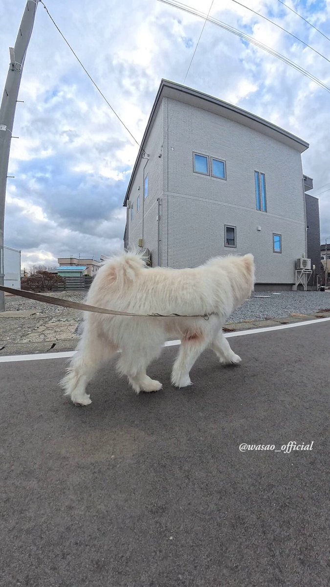 わさお公式 (@WASAO_official) / Posts / X